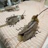 Cartoon Cat Cosplay Cockroach Costume Creative Cat Clothes DIY Material Package  Party Dress