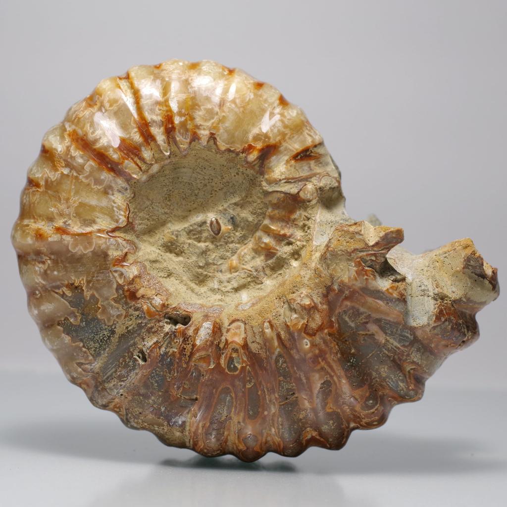 Pietra Fossile Naturale Ammonite [N2 Naturale] (Ammonite-Douvilleiceras sp.) / Campione Tattile (9 "Unico nel suo genere" circa. 352g, 95x74x49mm)