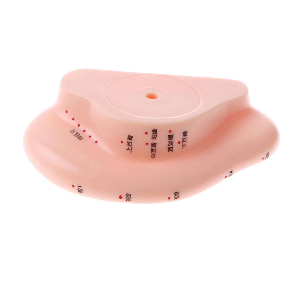 Professional Human Ear Model with Acupoint Traditional Learning Tool