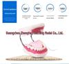 6x Magnified Dental Teaching Model: Early Education Tooth Toy for Children