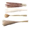 Natural Dried Pampas Grass Fluffy 15PCS White Pampas 15PCS Brown Pampas 50PCS Bunny Tail Grass