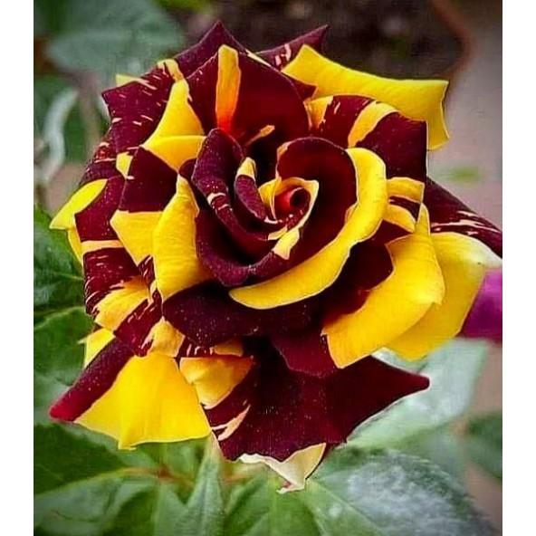 50 Semi ROSA ABRACADABRA Fresh Seeds