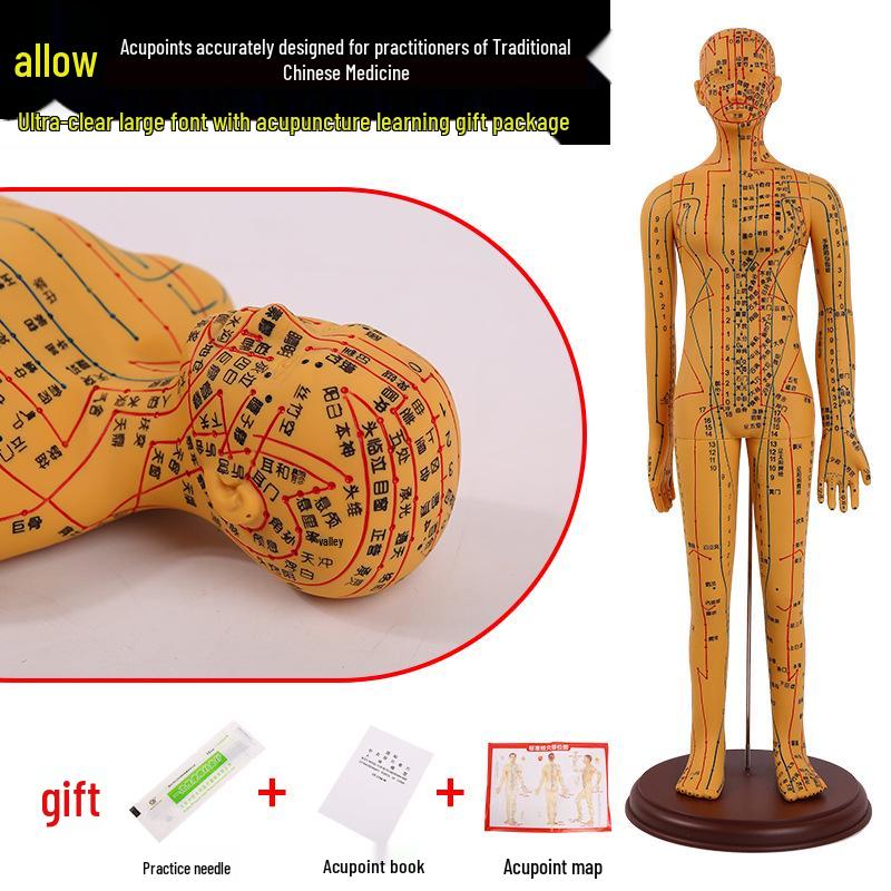 Ultra-Clear Silicone Model: Acupuncture & Meridians Teaching for Tuina Massage Practice