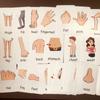 Children Cognition Cards Body Parts Animal Fruits English Word Animal Sheets Color Picture Vegetable Pictures Child Development