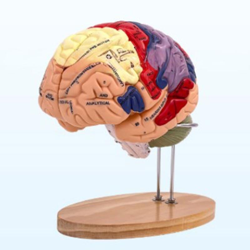 Modelo de Anatomía Cerebral Muestra el Tronco Encefálico y Otras Partes del Cerebro Humano