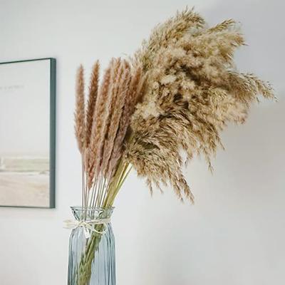 1 Bund Getrocknete Schilfblumen Natürliche Pflanze Getrocknetes Pampasgras Dekorationen Für Wohnzimmer Esstische Partyflure Dekoration