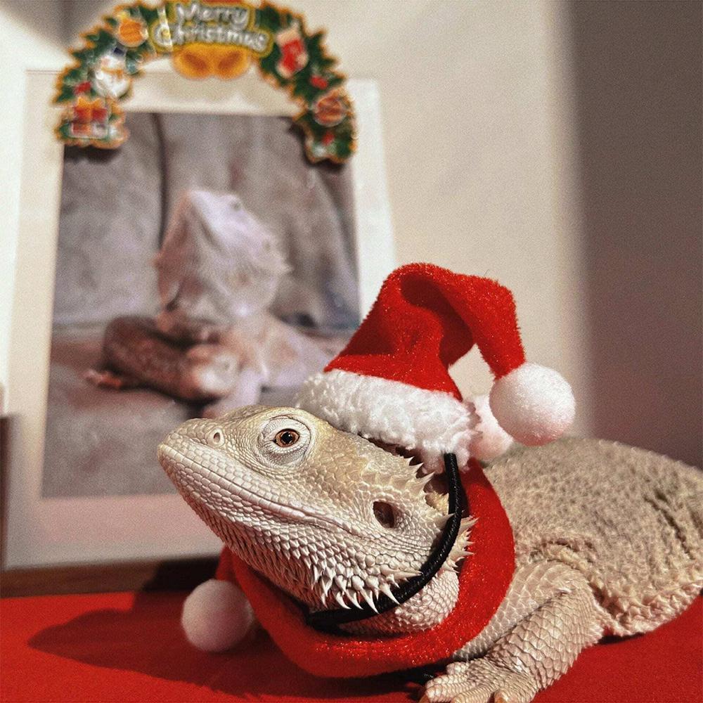 2pcs/set lizard Christmas decorative hat, Santa Claus hat and scarf, Christmas clothes, lizard reptile pet decorative hat