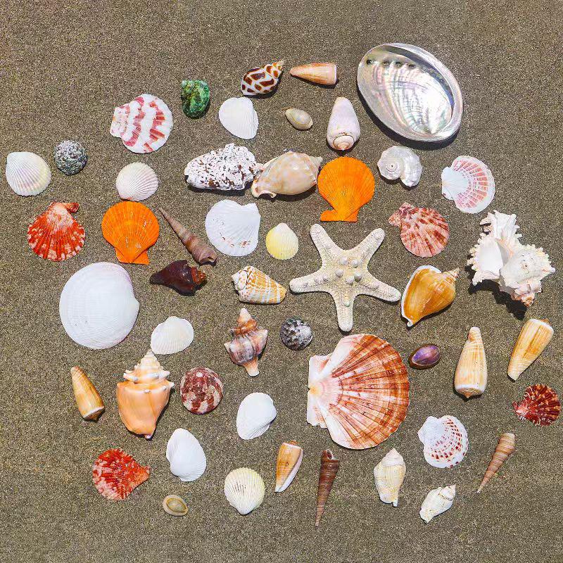 Handmade Seashell & Starfish DIY Photo Frame and Fish Tank Decoration