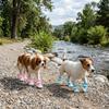 Roupa e sapatos – Sapatos para cães