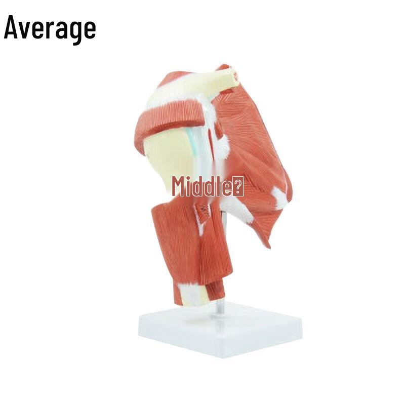 Shoulder Joint Muscle Anatomy Model