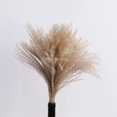 Mooie Cadeau Riet Voor Bruiloft Bloemenbos Planten Pampasgras Huisdecoratie Gedroogde Bloem Phragmites