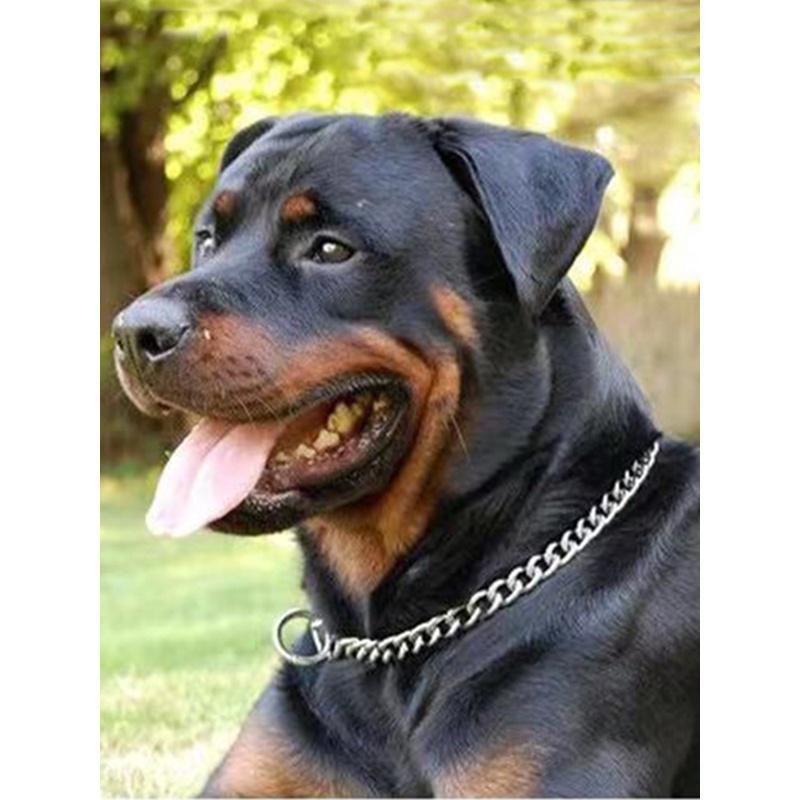 Stainless Steel P Chain Dog Collar & Leash for Large Dogs - Anti-Shock Training Pet Neck Collar