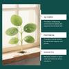 Plant Nutrient Liquid for Root Care Routines, Single Bottle Propagation Solution for Indoor Potted Care and Balcony Gardening Use Tasks
