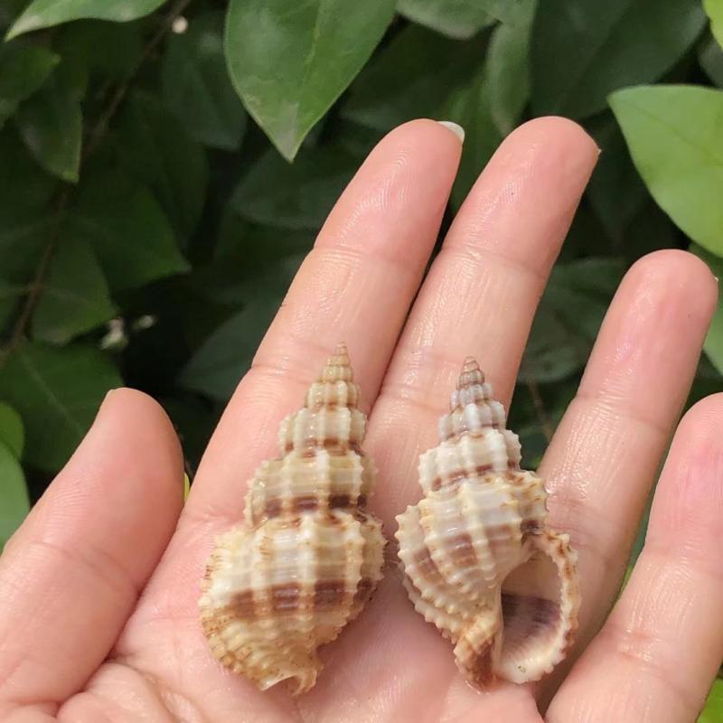 Eremitkräfta Ersättning & Snäcka Naturliga Snäckskal för Akvariumdekor