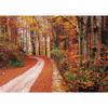 Autumn Tree Forest Trail Photography Background For Photo Studio Props Children Baby Cloth Computer Printed Backdrops Photocall