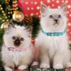 Weewooday 16 Pieces PU Puppy Cat Collar Leather Adjustable Kitten Big Cat Collar Small Pet Collars Colorful Safety Puppy Identification Collar for