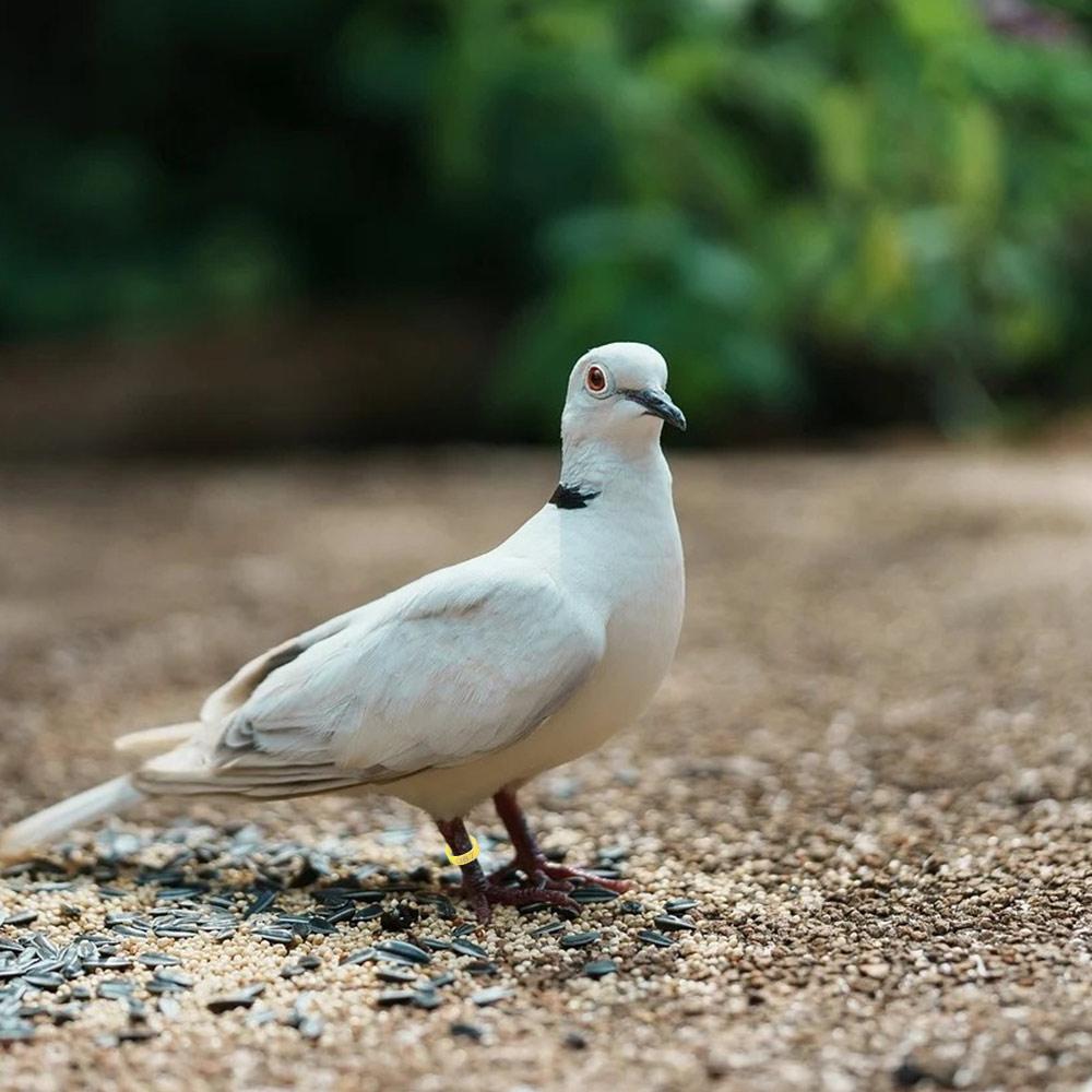 100 Stück Kunststoff Geflügel Fußbänder Gemischte Farbe Band Fußring Hühneridentifikation