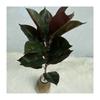 Plant Artificial Realistic Ficus Elastica Leaf Foliage Home Wedding Decor Office
