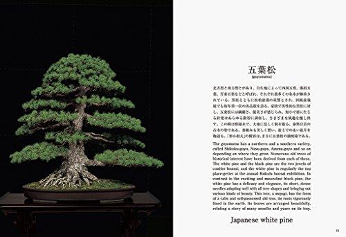 Bonsai Bonsai New Edition