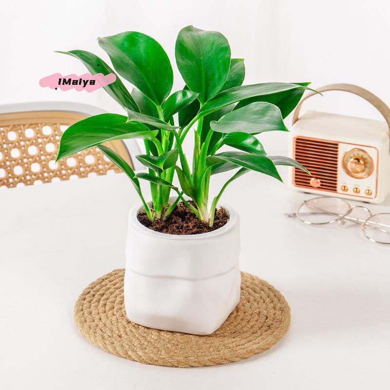 M-Mini Self Watering Flower Pot Fish Tank Plastic Plant Pots Self Watering Planter Pot Vase For Home Decoration