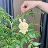 Soft Sweet And Plush Keychain Collection Featuring Adorable Bear Cat And Designs Bunny