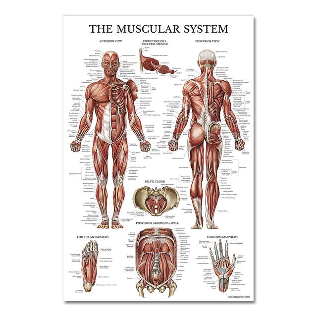 Human Anatomy Muscular System Poster Art Print Human Body Picture Medical Education Home Decoration Painting Canvas Painting No Frame 20x30cm