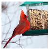 Wild Bird Feeder Outside Anti Squirrel Hanging Bird Feeder For Garden Patio Outdoor Decoration