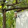 Păsări – Veselă pentru hrănirea păsărilor