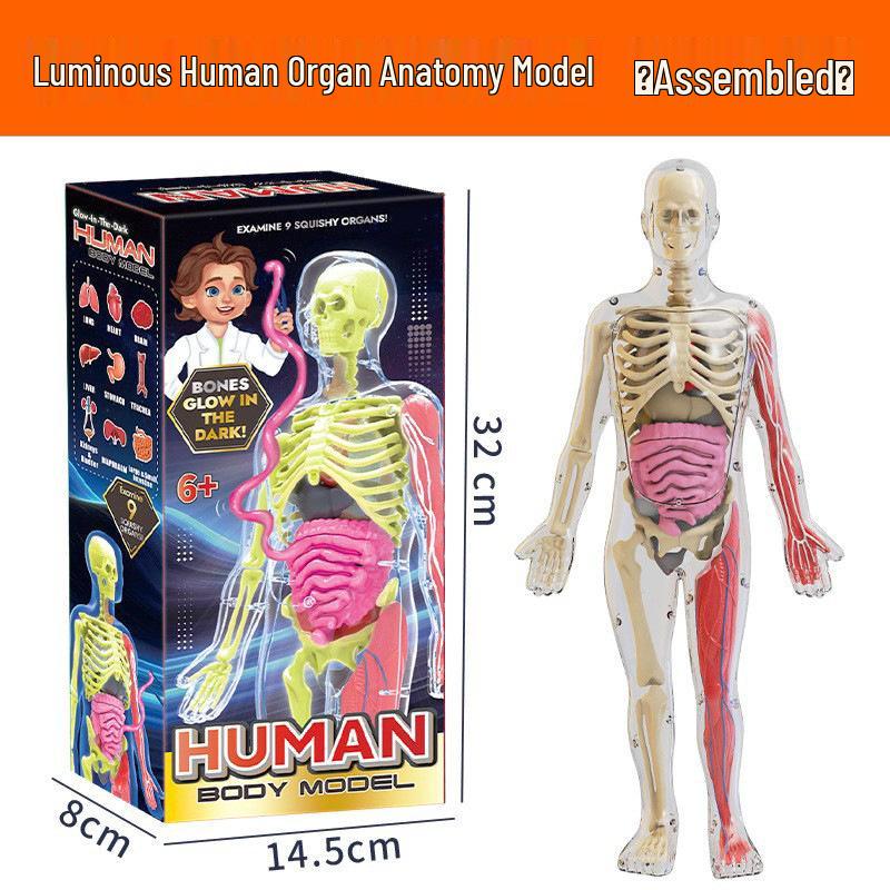 Children's Educational Human Anatomy Model - Skeleton & Organ Structure Toy for Medical Teaching