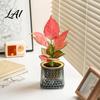 Modern Home Office Decor Self Watering Planter for Indoor Plants Transparent Hydroponic Planter Decorative Plant Growing Container Flowerpot