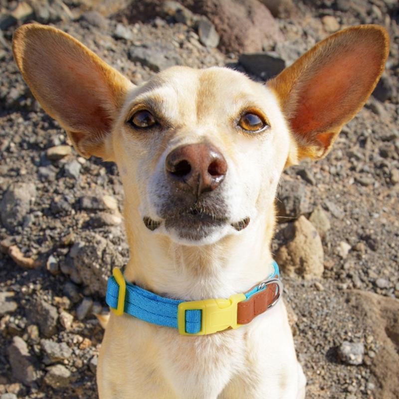 Heavy Duty Dog Collar Leash for Large Medium Dogs Walking Hiking Harnesses Strong Pet Dog Leash