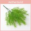 Asparagus Cochinchinensis Plant For Interior Decoration Photography Events