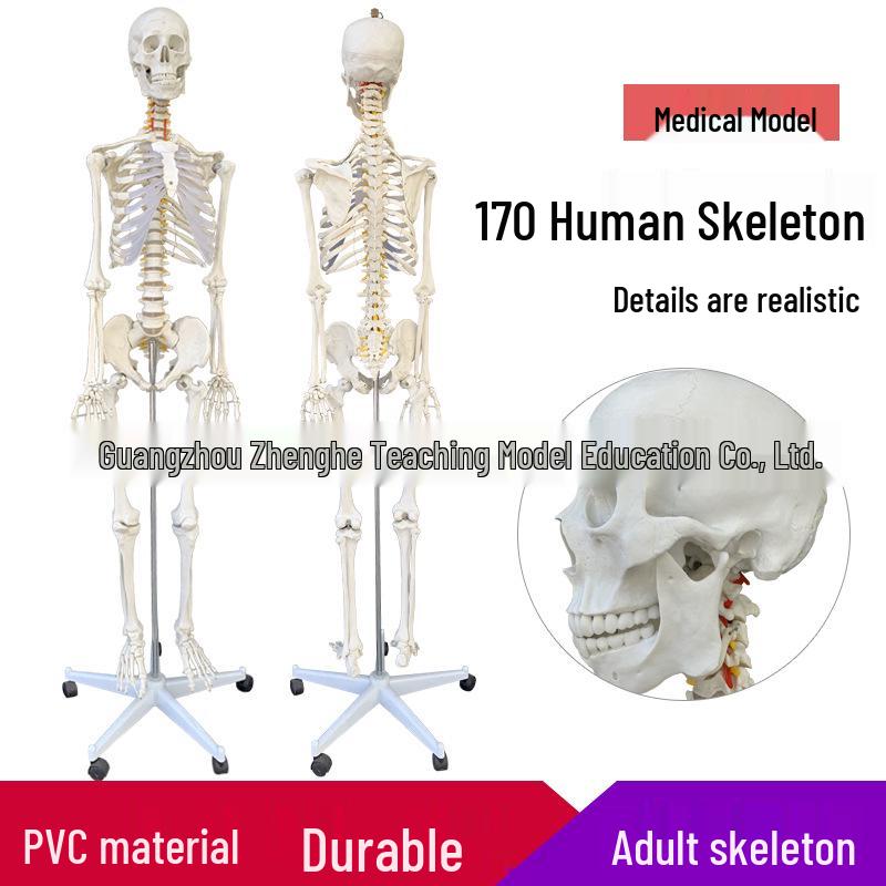 170cm Human Skeleton Model with Spine and Skull for Teaching 170cm