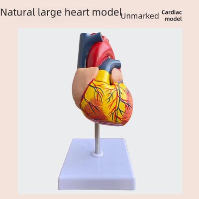 Lebensgroßes menschliches Herzmodell für den Kardiologie- und Ultraschall-Anatomieunterricht