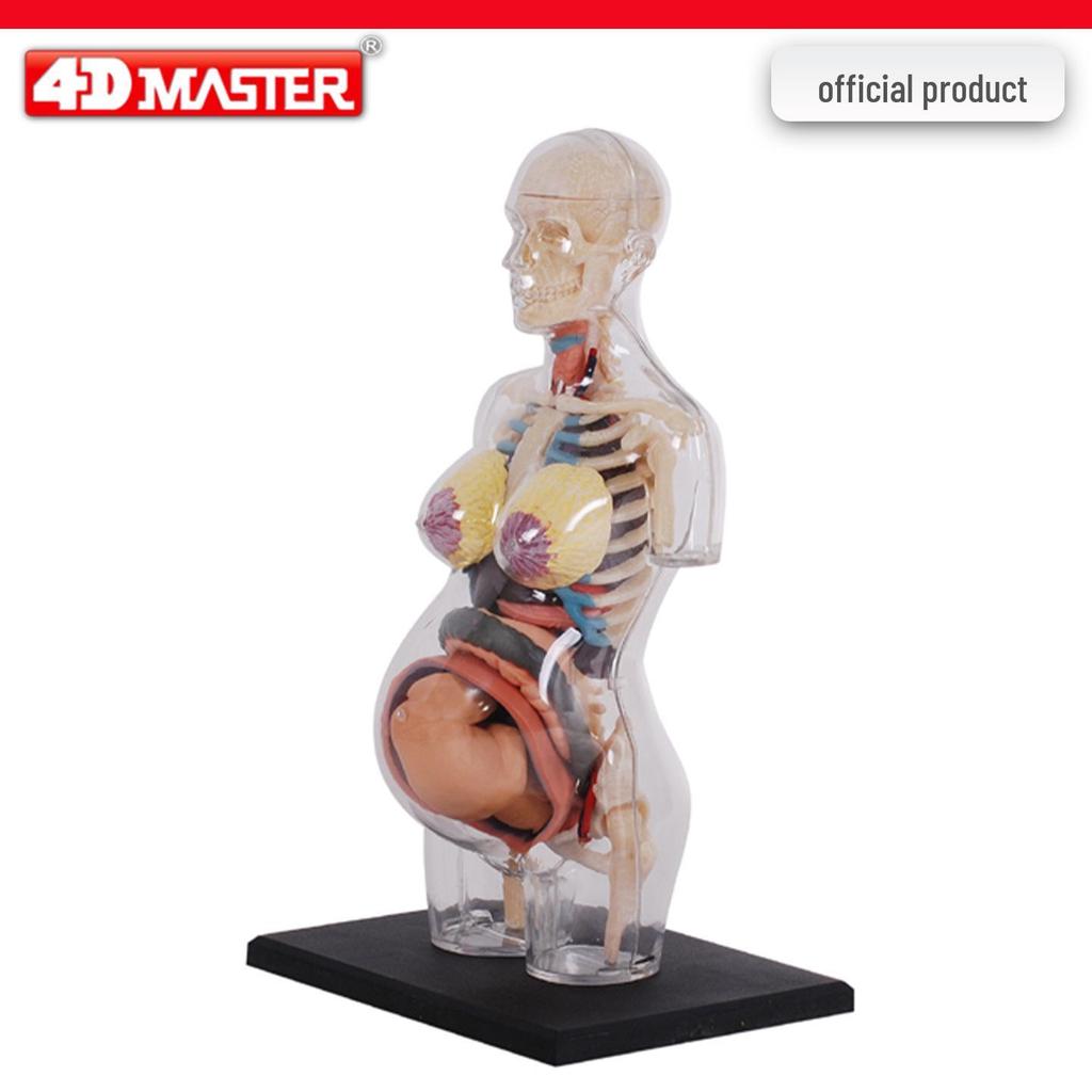 4D Knee Joint Ligament Anatomy Model for Medical Teaching