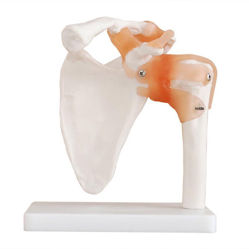 Human Shoulder Joint Model