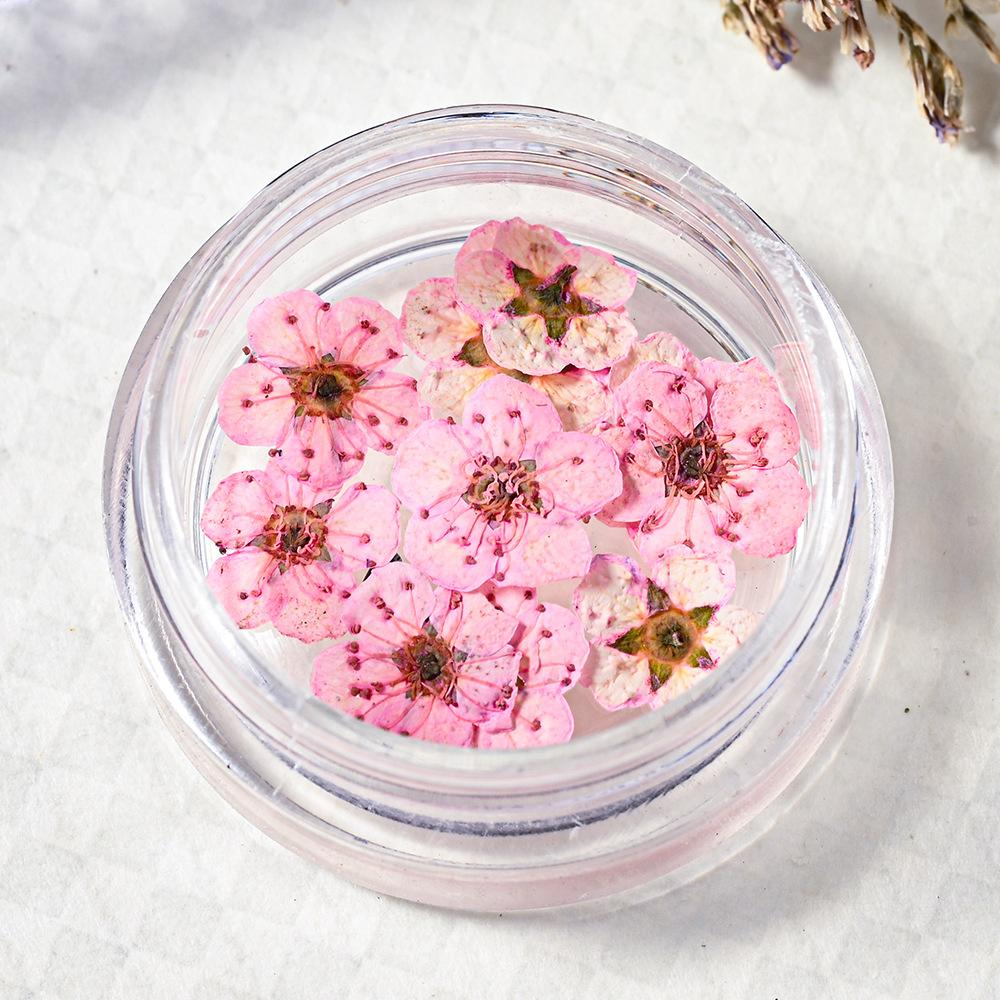 10PCS/Box Small Daffodil Dried Flower for Nail Art Decorations Natural Real Pressed Flower Making up Phone Case Mold Making