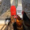 1/2pcs Chicken Oyster Shell Feeder And Grit Feeder Plastic Chicken Feeder Chicken Coop Accessories Automatic Chicken Feeder