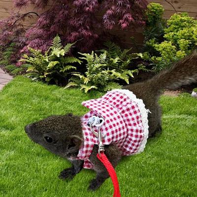 Konijn Harness Klein Dier Wandel Jurk Riem Ademend Klein Dier Kleding met Leidsel Touw voor Training Buiten Achtertuin
