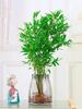 Compact Hydroponic Bamboo Rice Pot for Indoor/Outdoor Landscaping: Fiddle Leaf Bamboo Seedlings, Ornamental Courtyard Bonsai Plant.