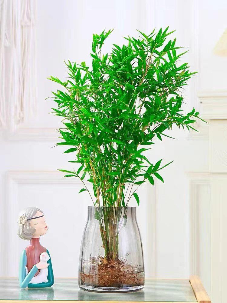 Compact Hydroponic Bamboo Rice Pot for Indoor/Outdoor Landscaping: Fiddle Leaf Bamboo Seedlings, Ornamental Courtyard Bonsai Plant.