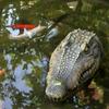 Floating Alligator Head, Pool Accessories Float Fake Alligator Head For Swimming Pool Koi Pools, Resin Ornaments Decoration For Garden Courtyard