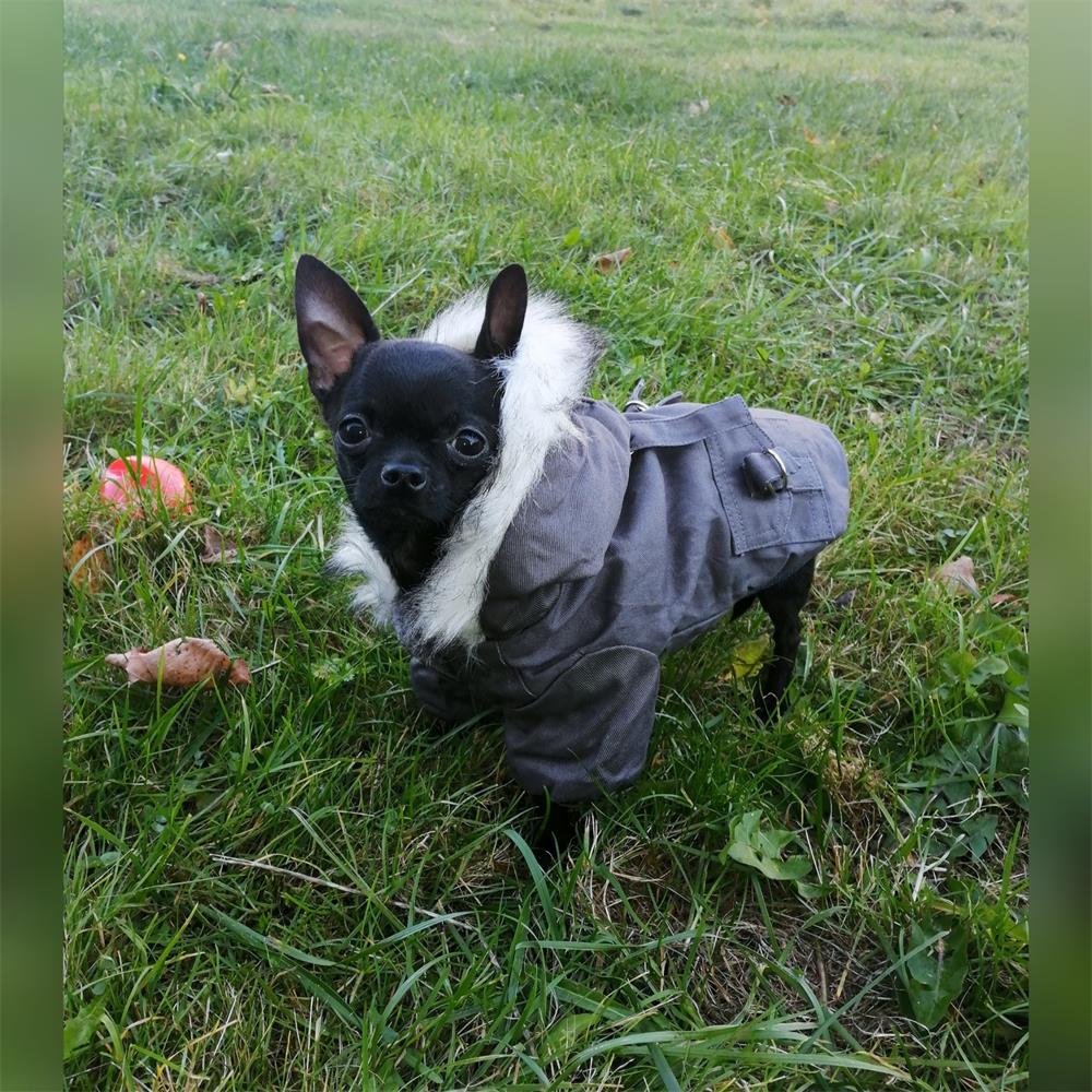 Pet Dog Clothes for Small Dogs Winter Warm Puppy Cat Coats Jackets Chihuahua French Bulldog Jacket Pets Clothing Products XXL