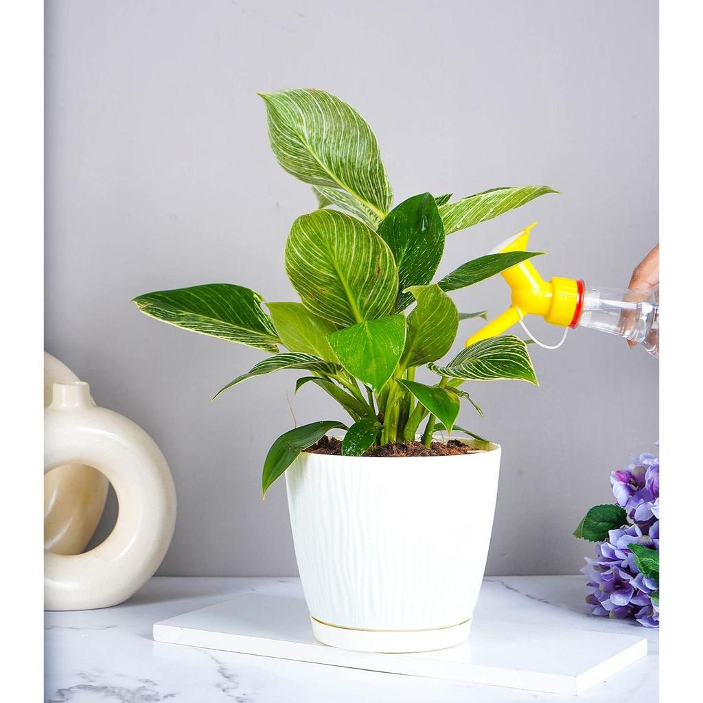 Set of 3 Self Watering Pots for Home, Decor & Garden | Flower Pots, Planters for Indoor Plants | Plastic Pots for Living Room