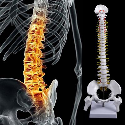45 cm-es emberi anatómiai gerinc, kismedencei rugalmas modellel Medical Learn Aid anatómiával