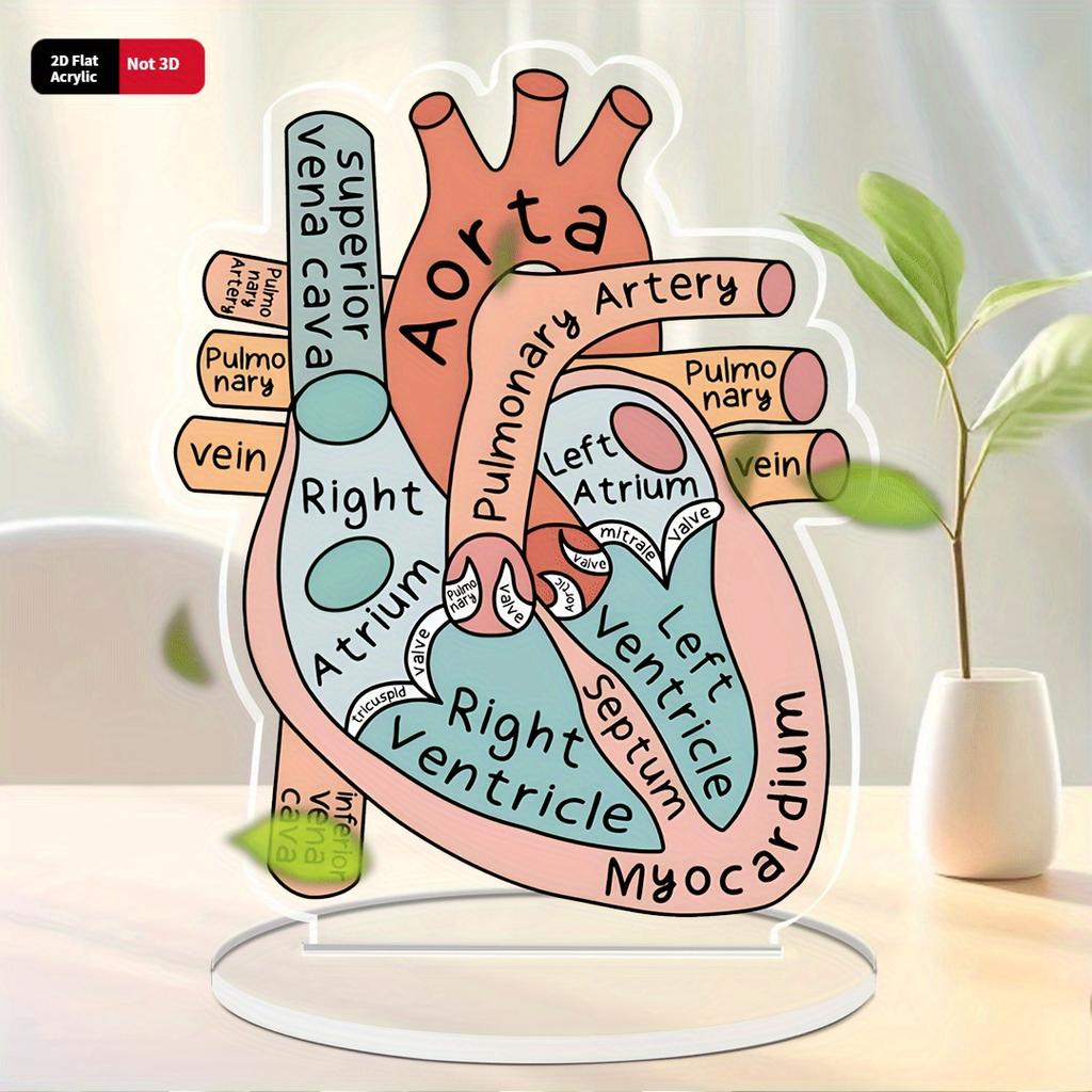 Model Akrylowy Anatomii Serca 2D - Edukacyjne i Dekoracyjne Narzędzie Dydaktyczne do Domu, Biura, Klasy, Kliniki, Gabinetu Lekarskiego