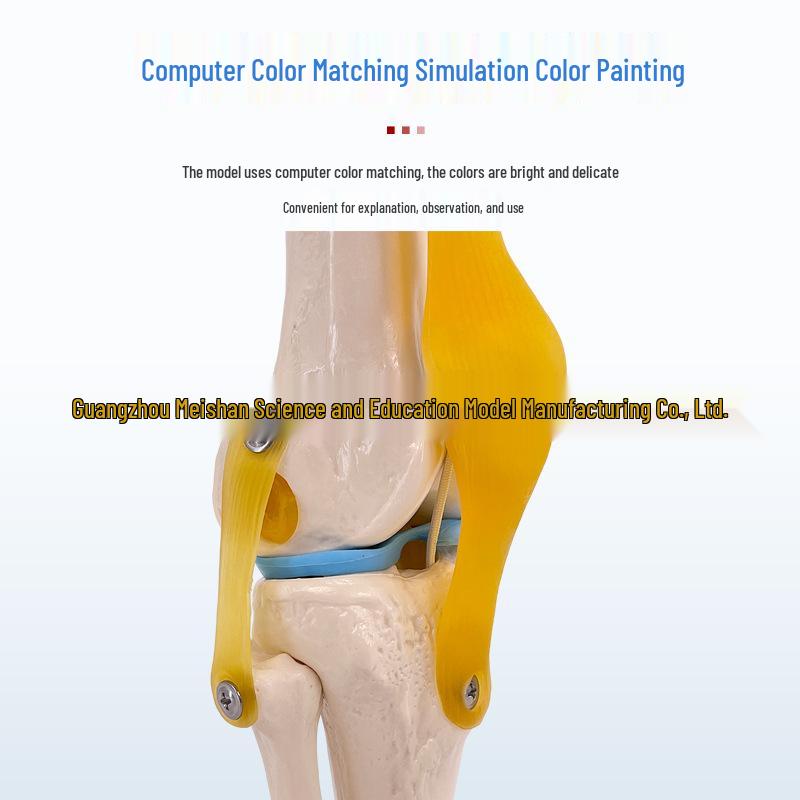 1:1 Human Skeletal Joint Models: Knee, Shoulder, Elbow, Hand, Foot, Hip