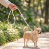120cm Pearl Beaded Dog Cat Leash For Small Medium Dogs Puppy Wedding Birthday Party Pet Accessories Custom Lead 4ft Decorative Walking Rope
