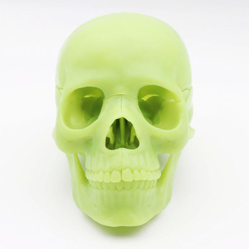 Medical 15-Part Detachable 1:2 Human Color Skull Model for Teaching