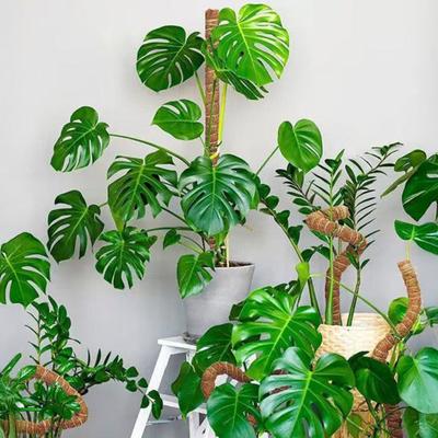 Yosun Direği Kiti Dikey Monstera Bitki Desteği Hindistan Cevizi Lifi Destek Direği İç Mekan Tırmanıcı Bitkiler İçin Bükülebilir Bitki Kazıkları Ev Bahçeciliği